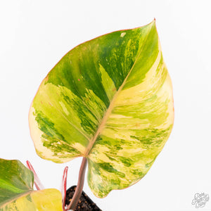 Philodendron Erubescens 'White Knight Aurea' (wk29-G)