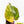 Philodendron Erubescens 'White Knight Aurea' (wk29-G)