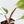 Philodendron Erubescens 'White Knight Aurea' (wk31-M)