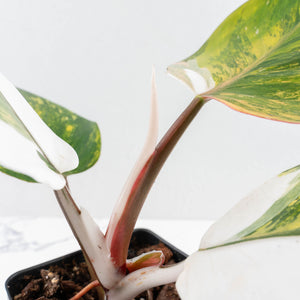 Philodendron Erubescens 'White Knight Aurea' (wk31-M)