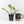 Philodendron Erubescens 'White Knight Aurea' (wk31-M)