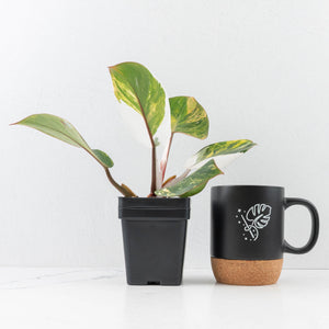 Philodendron Erubescens 'White Knight Aurea' (wk31-M)