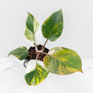 Philodendron Erubescens 'White Knight Aurea' (wk31-M)