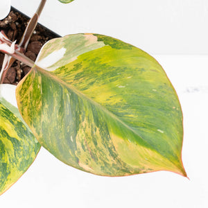 Philodendron Erubescens 'White Knight Aurea' (wk31-M)