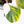 Philodendron Erubescens 'White Knight Aurea' (wk31-M)