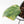 Philodendron Erubescens 'White Knight Aurea' (wk31-M)
