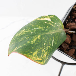 Philodendron Erubescens 'White Knight Aurea' (wk31-M)