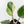 Philodendron Erubescens 'White Knight Aurea' (wk31-M)