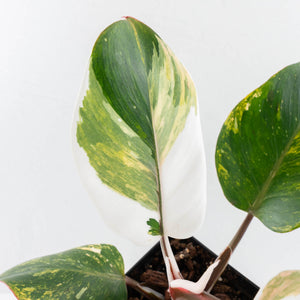 Philodendron Erubescens 'White Knight Aurea' (wk31-M)