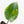 Philodendron Erubescens 'White Knight Aurea' (wk31-M)