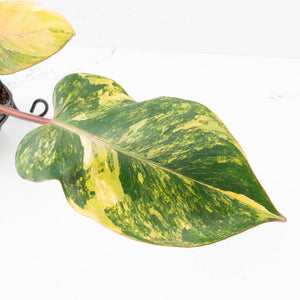 Philodendron Erubescens 'White Knight Aurea' (wk33-L17)