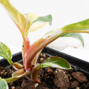 Philodendron Erubescens 'White Knight Aurea' (wk34-L41)
