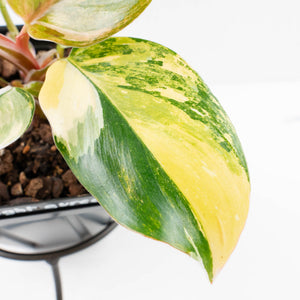 Philodendron Erubescens 'White Knight Aurea' (wk34-L41)