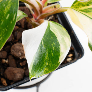Philodendron Erubescens 'White Knight Aurea' (wk34-L41)