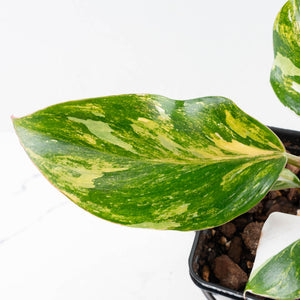 Philodendron Erubescens 'White Knight Aurea' (wk34-L41)