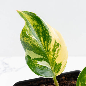 Philodendron Erubescens 'White Knight Aurea' (wk34-L41)