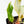 Philodendron Erubescens 'White Knight Aurea' (wk34-L41)