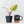 Philodendron Erubescens 'White Knight Aurea' (wk36-L118)