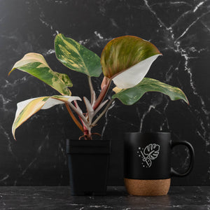 Philodendron Erubescens 'White Knight Aurea' (wk43-L118)