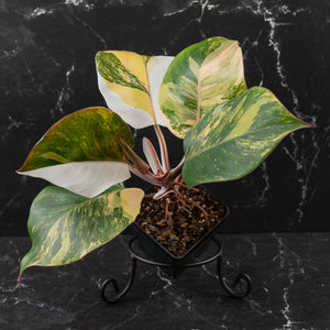 Philodendron Erubescens 'White Knight Aurea' (wk43-L118)