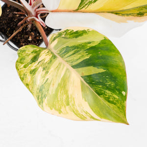 Philodendron Erubescens 'White Knight Aurea' (wk36-L118)