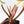 Philodendron Erubescens 'White Knight Aurea' (wk36-L118)