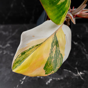 Philodendron Erubescens 'White Knight Aurea' (wk43-L118)