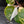 Philodendron Erubescens 'White Knight Aurea' (wk43-L118)