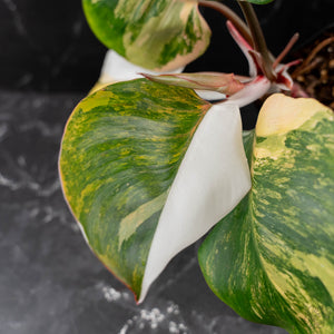 Philodendron Erubescens 'White Knight Aurea' (wk43-L118)