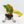Philodendron Erubescens 'White Knight Aurea' (wk35-L242)