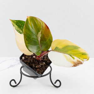 Philodendron Erubescens 'White Knight Aurea' (wk35-L242)
