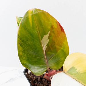 Philodendron Erubescens 'White Knight Aurea' (wk35-L242)