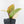 Philodendron Erubescens 'White Knight Aurea' (wk35-L242)