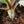 Philodendron Erubescens 'White Knight Aurea' (wk41-L41)