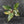 Philodendron Erubescens 'White Knight Aurea' (wk41-L41)