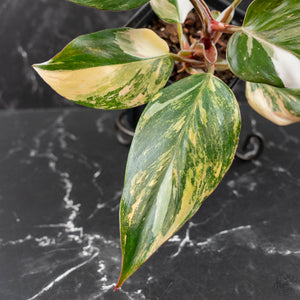 Philodendron Erubescens 'White Knight Aurea' (wk41-L41)
