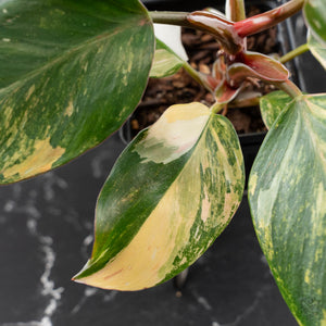 Philodendron Erubescens 'White Knight Aurea' (wk41-L41)
