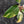 Philodendron Erubescens 'White Knight Aurea' (wk41-L41)