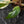 Philodendron Erubescens 'White Knight Aurea' (wk41-L41)