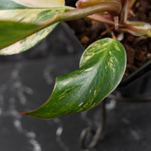 Philodendron Erubescens 'White Knight Aurea' (wk41-L41)