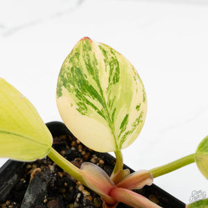 Philodendron Erubescens 'White Knight Aurea' (wk17-H)