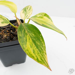Philodendron Erubescens 'White Knight Aurea' (wk17-H)
