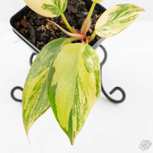 Philodendron Erubescens 'White Knight Aurea' (wk17-H)