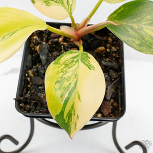 Philodendron Erubescens 'White Knight Aurea' (wk17-H)