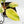 Philodendron Erubescens 'White Knight Aurea' (wk17-H)