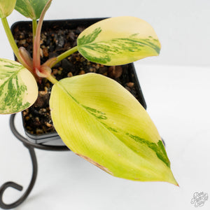 Philodendron Erubescens 'White Knight Aurea' (wk17-H)
