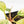 Philodendron Erubescens 'White Knight Aurea' (wk17-H)
