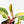 Philodendron Erubescens 'White Knight Aurea' (wk18-H)
