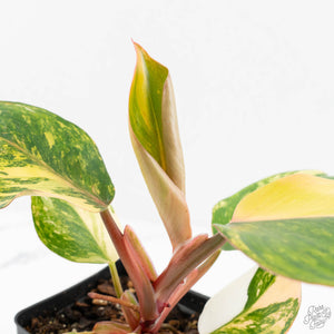 Philodendron Erubescens 'White Knight Aurea' (wk18-H)