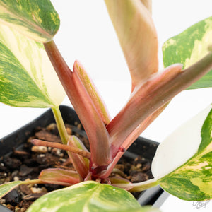 Philodendron Erubescens 'White Knight Aurea' (wk18-H)